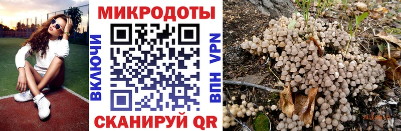 ОМГ ОМГ онион Новозыбков Псилоцибиновые грибы Cubensis где купить наркотик
